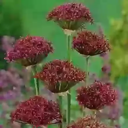Atropurpureum